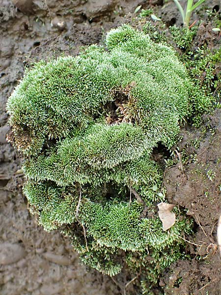 Bryum argenteum \ Silber-Birnenmoos / Silvergreen Bryum Moss, Silvery Thread Moss, D Mannheim 25.9.2015