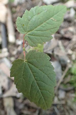 Acer pseudoplatanus \ Berg-Ahorn / Sycamore Maple, D Mannheim 20.8.2017
