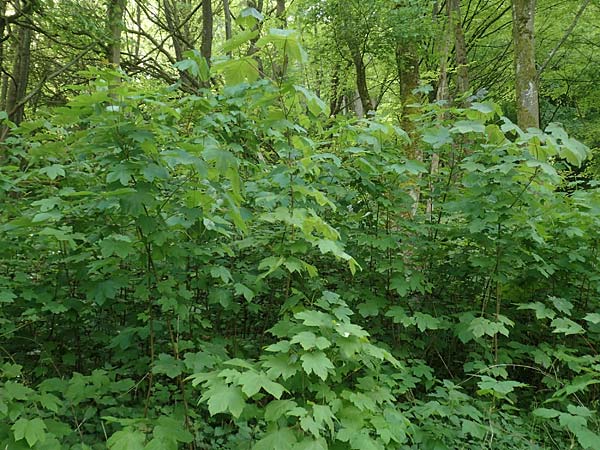 Acer pseudoplatanus \ Berg-Ahorn / Sycamore Maple, D Waibstadt 30.4.2018