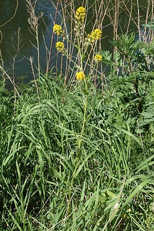 Barbarea arcuata \ Bogenfr&uuml;chtiges Barbarakraut / Yellow Rocket, D Frankfurt-Nied 7.5.2018