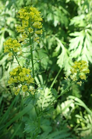 Barbarea arcuata \ Bogenfr&uuml;chtiges Barbarakraut / Yellow Rocket, D Frankfurt-Nied 7.5.2018