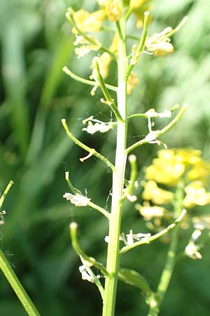 Barbarea arcuata \ Bogenfr&uuml;chtiges Barbarakraut / Yellow Rocket, D Frankfurt-Nied 7.5.2018