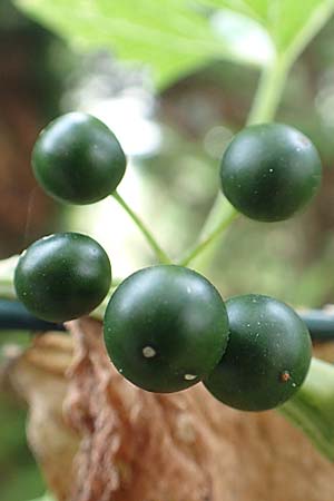 Bryonia alba \ Wei�e Zaunr�be / White Bryony, D Bad Sooden-Allendorf 28.7.2019