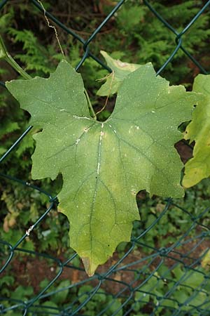 Bryonia alba \ Wei�e Zaunr�be / White Bryony, D Bad Sooden-Allendorf 28.7.2019