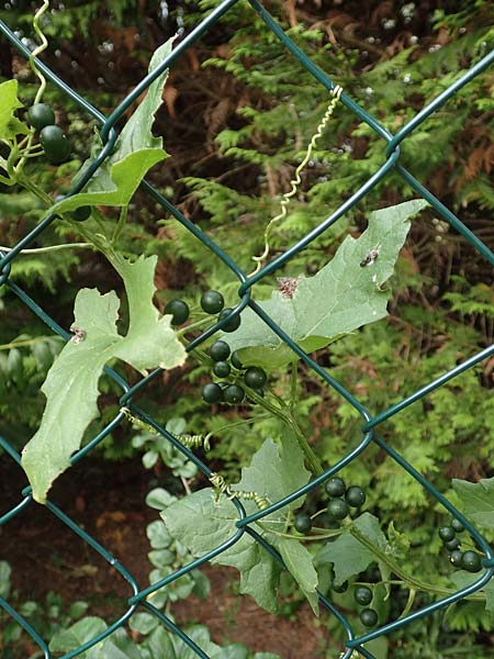 Bryonia alba \ Wei�e Zaunr�be / White Bryony, D Bad Sooden-Allendorf 28.7.2019