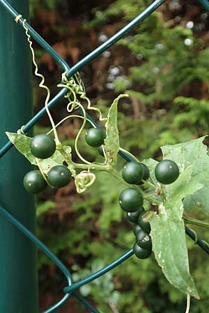 Bryonia alba \ Wei�e Zaunr�be / White Bryony, D Bad Sooden-Allendorf 28.7.2019