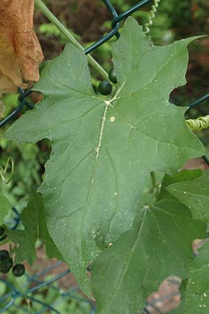 Bryonia alba \ Wei�e Zaunr�be / White Bryony, D Bad Sooden-Allendorf 28.7.2019