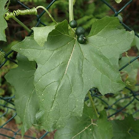 Bryonia alba \ Wei�e Zaunr�be / White Bryony, D Bad Sooden-Allendorf 28.7.2019