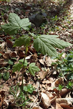 Acer pseudoplatanus \ Berg-Ahorn / Sycamore Maple, D Odenwald, F&uuml;rth 10.4.2020