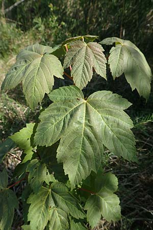 Acer pseudoplatanus \ Berg-Ahorn / Sycamore Maple, D Neuleiningen 23.4.2020