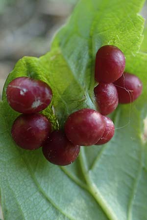 Acer pseudoplatanus \ Berg-Ahorn / Sycamore Maple, D Weinheim an der Bergstra&szlig;e 7.5.2020