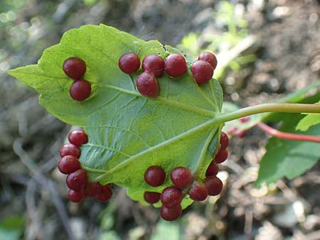 Acer pseudoplatanus \ Berg-Ahorn / Sycamore Maple, D Weinheim an der Bergstra&szlig;e 7.5.2020