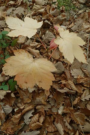 Acer pseudoplatanus \ Berg-Ahorn / Sycamore Maple, D Pirmasens 15.11.2020