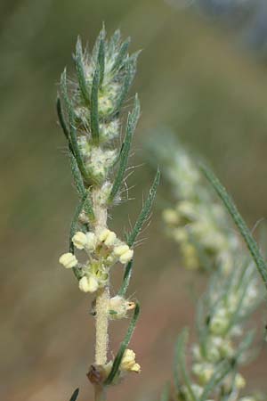 Bassia laniflora \ Sand-Radmelde / Sand Bassia, Wooly Smotherweed, D Sandhausen 13.8.2021