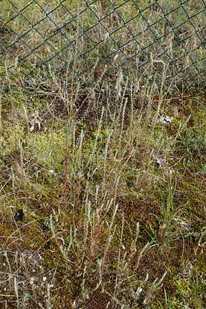 Bassia laniflora \ Sand-Radmelde / Sand Bassia, Wooly Smotherweed, D Sandhausen 13.8.2021