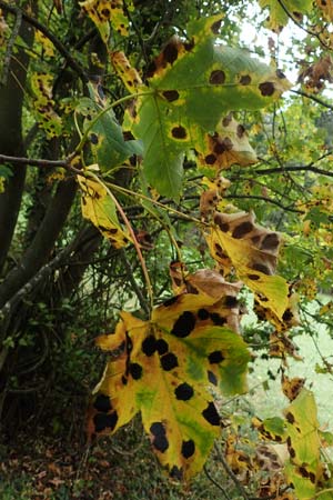 Acer pseudoplatanus \ Berg-Ahorn / Sycamore Maple, D Bad Kreuznach 3.10.2021