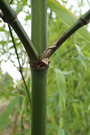 Phyllostachys bambusoides \ Gro&szlig;er Holz-Bambus / Giant Timber Bamboo, D Mannheim 17.2.2022