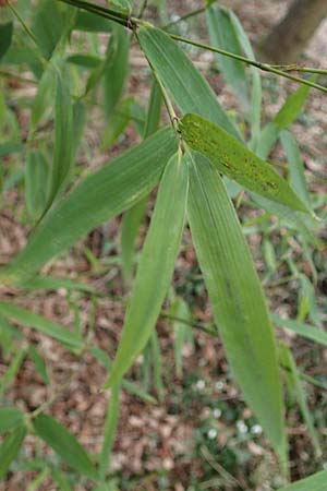 Phyllostachys bambusoides \ Gro&szlig;er Holz-Bambus / Giant Timber Bamboo, D Mannheim 17.2.2022