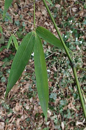 Phyllostachys bambusoides \ Gro&szlig;er Holz-Bambus / Giant Timber Bamboo, D Mannheim 17.2.2022