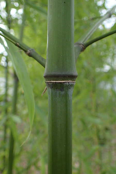 Phyllostachys bambusoides \ Gro&szlig;er Holz-Bambus / Giant Timber Bamboo, D Mannheim 21.2.2022