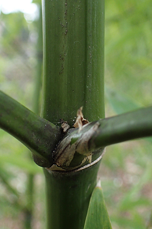 Phyllostachys bambusoides \ Gro&szlig;er Holz-Bambus / Giant Timber Bamboo, D Mannheim 21.2.2022