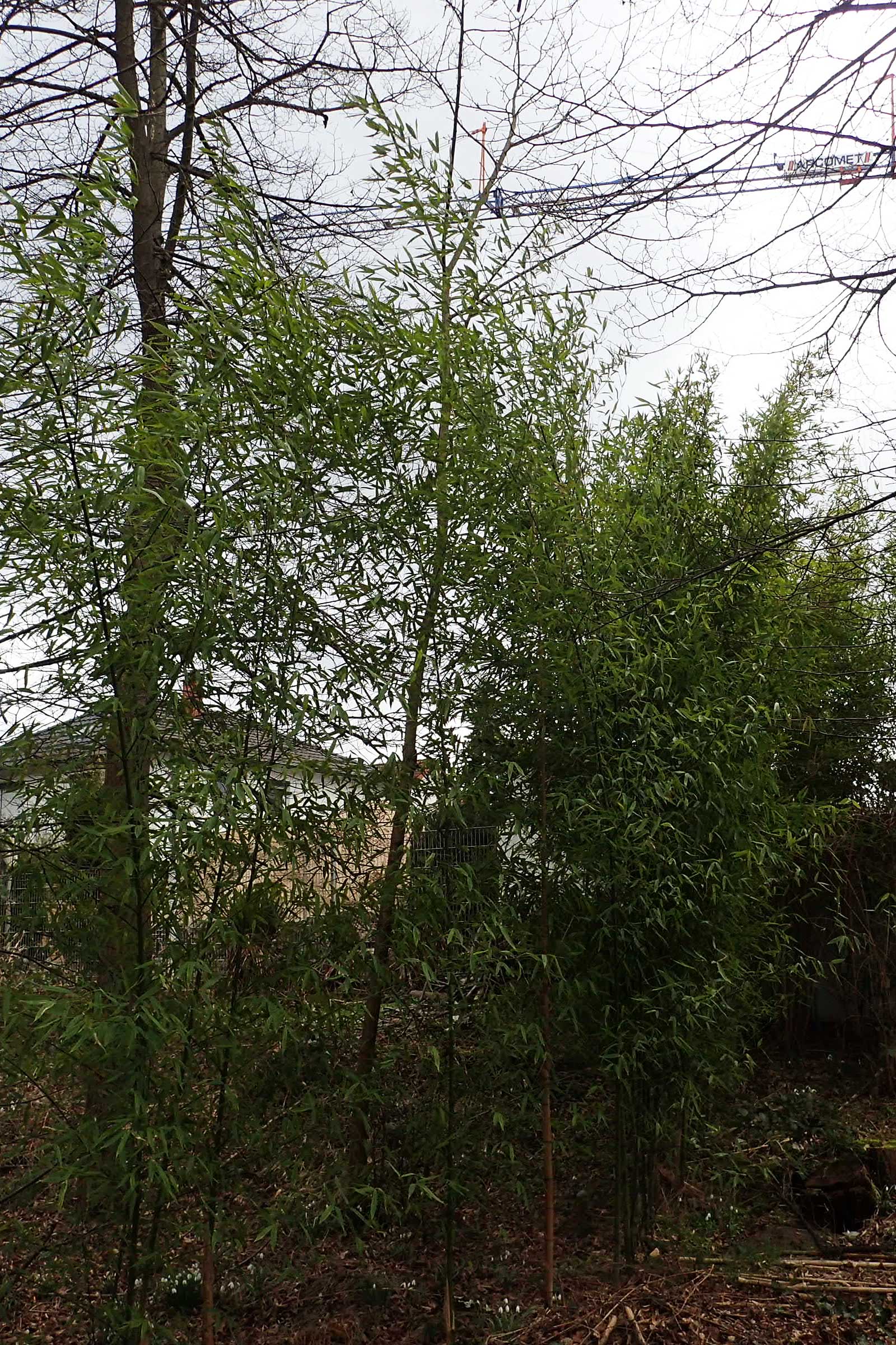 Phyllostachys bambusoides \ Gro&szlig;er Holz-Bambus / Giant Timber Bamboo, D Mannheim 21.2.2022