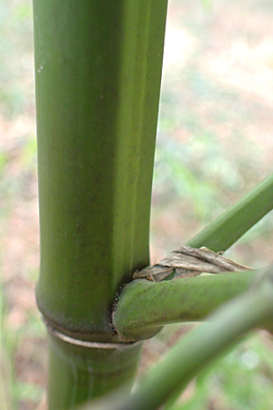 Phyllostachys bambusoides \ Gro&szlig;er Holz-Bambus / Giant Timber Bamboo, D Mannheim 21.2.2022