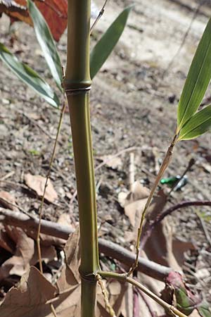 Phyllostachys bambusoides \ Gro&szlig;er Holz-Bambus / Giant Timber Bamboo, D Bochum 12.3.2022