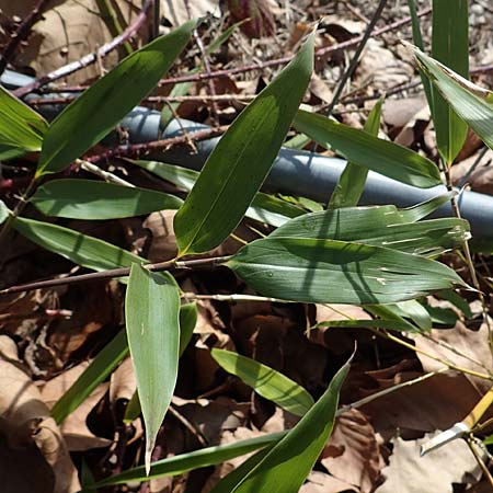 Phyllostachys bambusoides \ Gro&szlig;er Holz-Bambus / Giant Timber Bamboo, D Bochum 12.3.2022