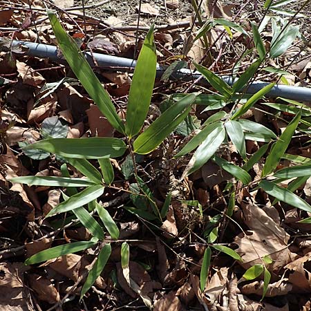Phyllostachys bambusoides \ Gro&szlig;er Holz-Bambus / Giant Timber Bamboo, D Bochum 12.3.2022