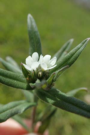 Buglossoides arvensis subsp. arvensis \ Acker-Steinsame, Acker-Rindszunge / Field Gromwell, D Neuleiningen 11.4.2023