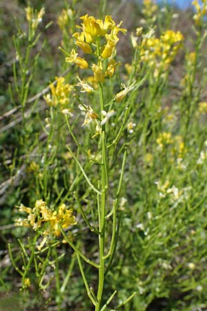 Barbarea arcuata \ Bogenfr&uuml;chtiges Barbarakraut / Yellow Rocket, D Taunusstein 30.5.2023