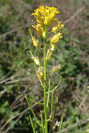 Barbarea arcuata \ Bogenfr&uuml;chtiges Barbarakraut / Yellow Rocket, D Taunusstein 30.5.2023