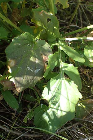 Barbarea arcuata \ Bogenfr&uuml;chtiges Barbarakraut / Yellow Rocket, D Taunusstein 30.5.2023