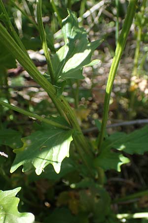 Barbarea arcuata \ Bogenfr&uuml;chtiges Barbarakraut / Yellow Rocket, D Taunusstein 30.5.2023