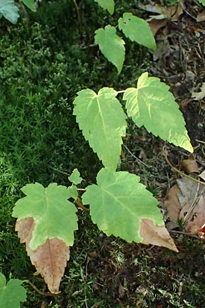 Acer pseudoplatanus \ Berg-Ahorn / Sycamore Maple, D Heppenheim 30.7.2024