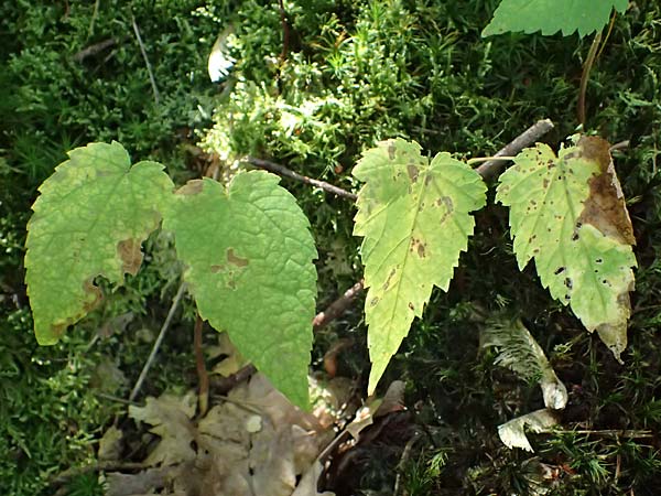 Acer pseudoplatanus \ Berg-Ahorn / Sycamore Maple, D Heppenheim 30.7.2024