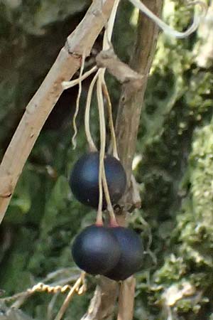 Bryonia alba \ Wei�e Zaunr�be / White Bryony, D Landau an der Isar 13.8.2024