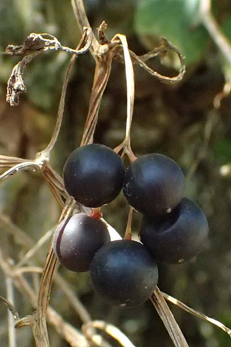 Bryonia alba \ Wei�e Zaunr�be / White Bryony, D Landau an der Isar 13.8.2024