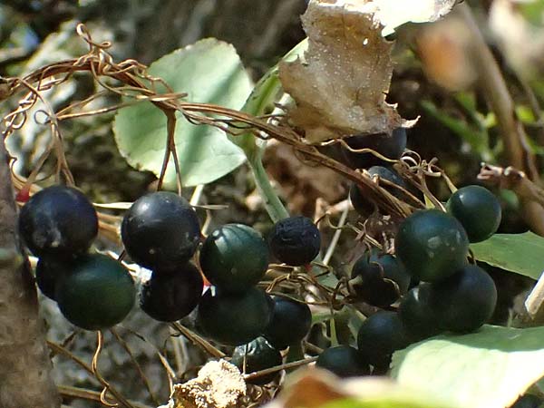 Bryonia alba \ Wei�e Zaunr�be / White Bryony, D Landau an der Isar 13.8.2024