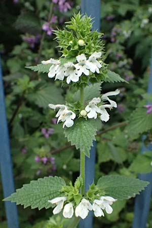 Ballota nigra subsp. meridionalis \ Stinkende Schwarznessel / Black Ballota, D Mannheim 6.6.2025