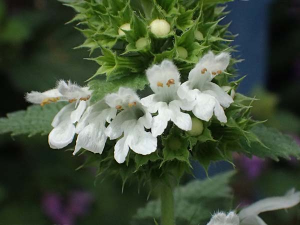 Ballota nigra subsp. meridionalis \ Stinkende Schwarznessel / Black Ballota, D Mannheim 6.6.2025