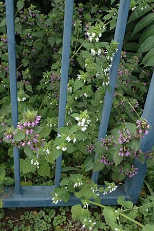 Ballota nigra subsp. meridionalis \ Stinkende Schwarznessel / Black Ballota, D Mannheim 6.6.2025
