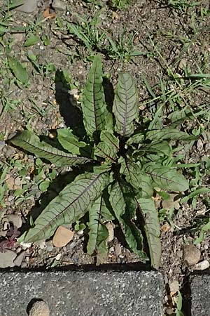 Rumex rugosus \ Garten-Sauer-Ampfer / Wrinkled Sorrel, D Duisburg 20.6.2025