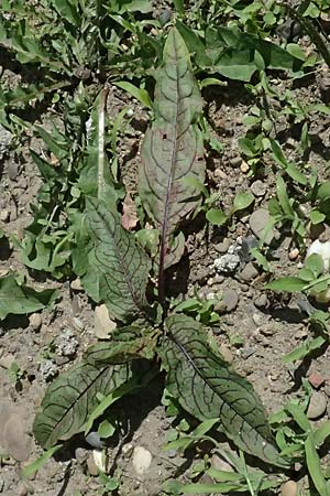 Rumex rugosus \ Garten-Sauer-Ampfer / Wrinkled Sorrel, D Duisburg 20.6.2025