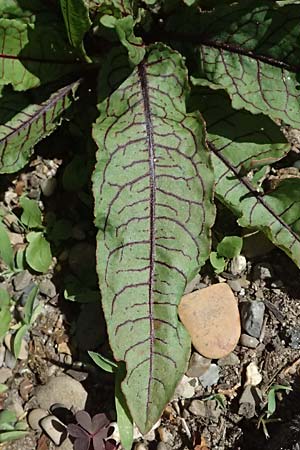 Rumex rugosus \ Garten-Sauer-Ampfer / Wrinkled Sorrel, D Duisburg 20.6.2025