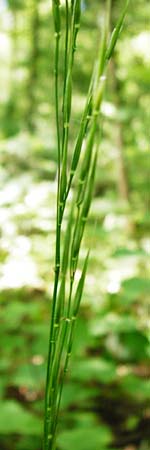 Bromus benekenii \ Raue Wald-Trespe, Benekens Wald-Trespe / Beneken's Brome, D Hockenheim 10.5.2015
