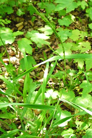 Bromus benekenii \ Raue Wald-Trespe, Benekens Wald-Trespe / Beneken's Brome, D Hockenheim 10.5.2015