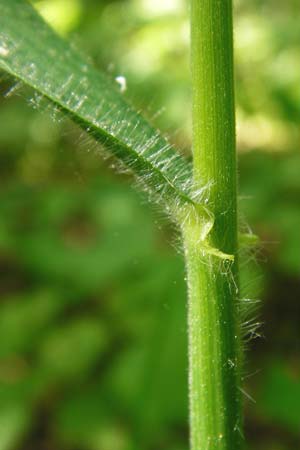 Bromus benekenii \ Raue Wald-Trespe, Benekens Wald-Trespe / Beneken's Brome, D Hockenheim 10.5.2015