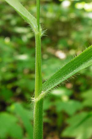 Bromus benekenii \ Raue Wald-Trespe, Benekens Wald-Trespe / Beneken's Brome, D Hockenheim 10.5.2015